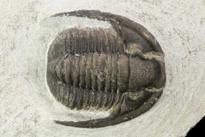 Bargain, Cornuproetus Trilobite Fossil - Morocco #119830